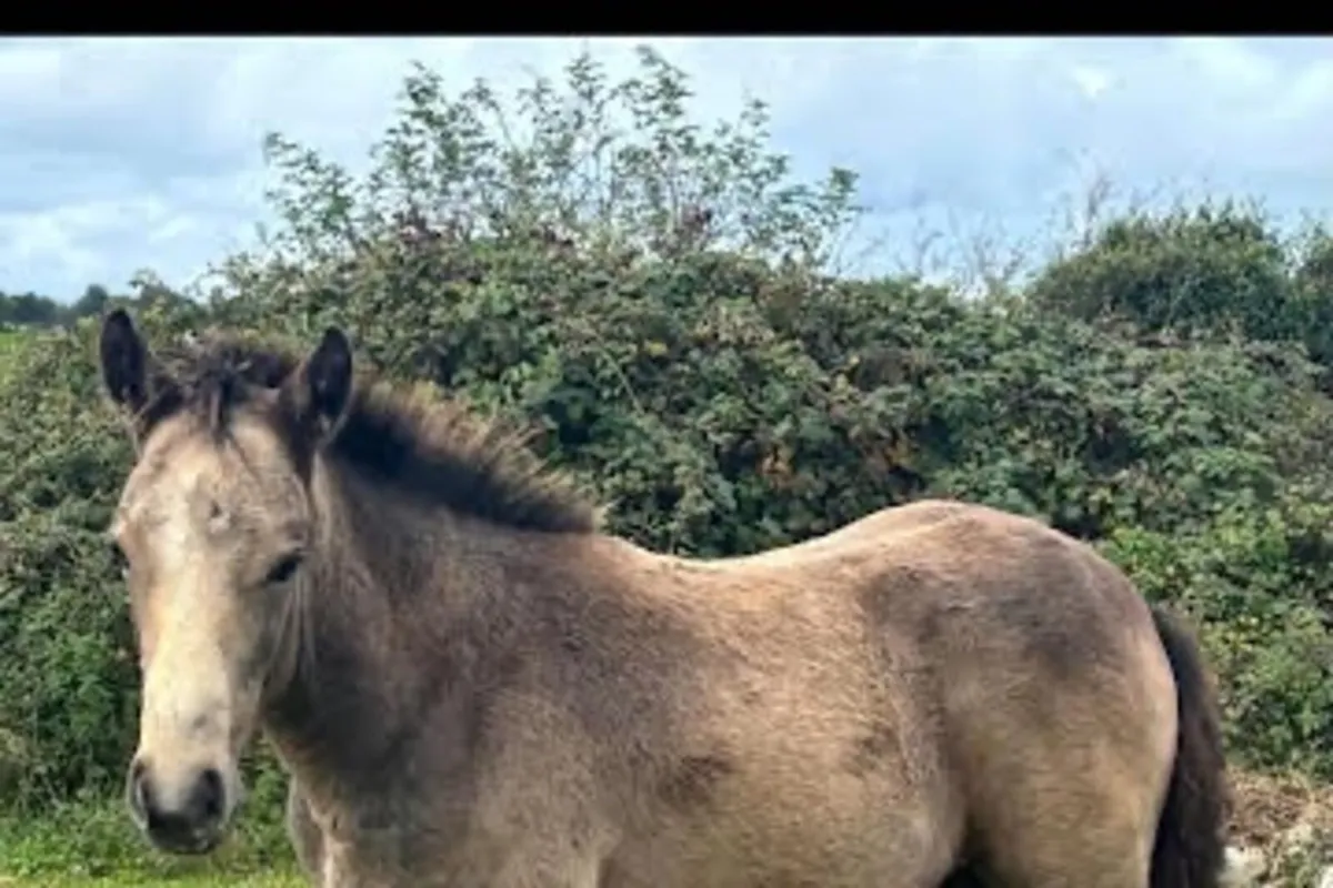 2 Connemara Colt Foals - Image 2