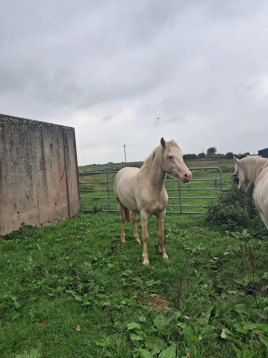 Foal - Image 2