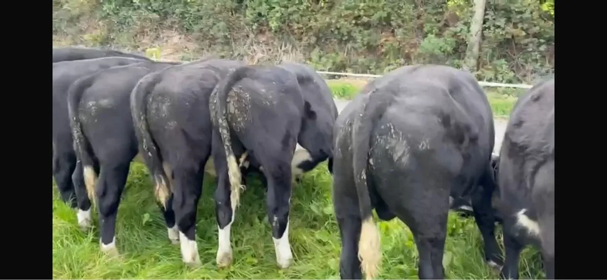 Bull wrangling for sale - Image 2
