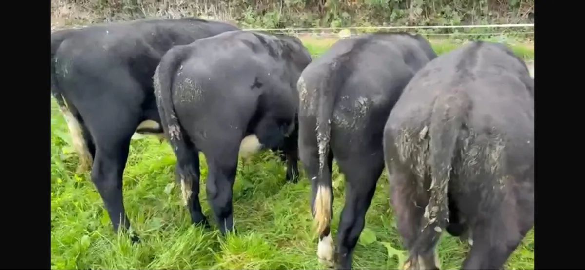 Bull wrangling for sale - Image 3