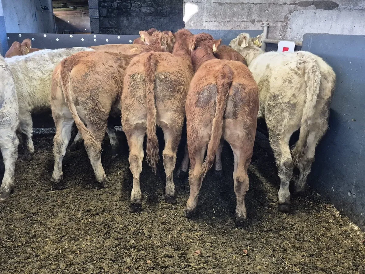 8 Weanling Heifers 320kgs - Image 1