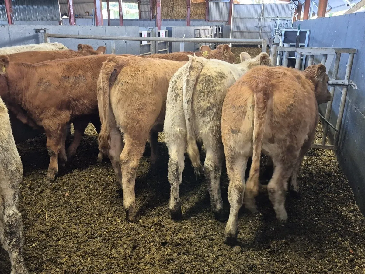 8 Weanling Heifers 320kgs - Image 2