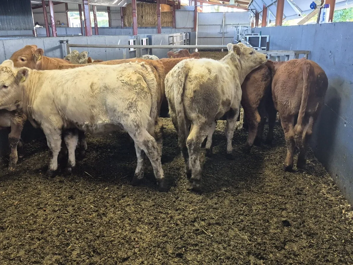 8 Weanling Heifers 320kgs - Image 3