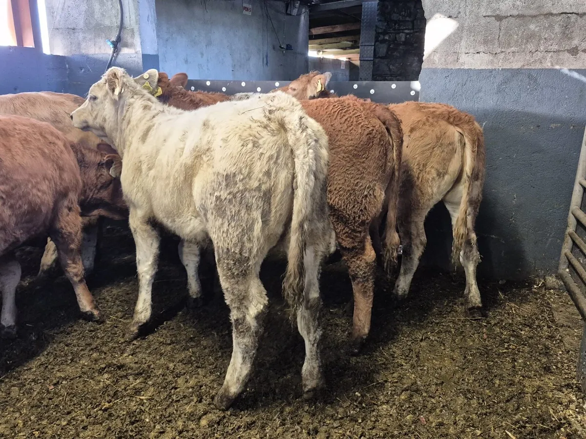 8 Weanling Heifers 320kgs - Image 4