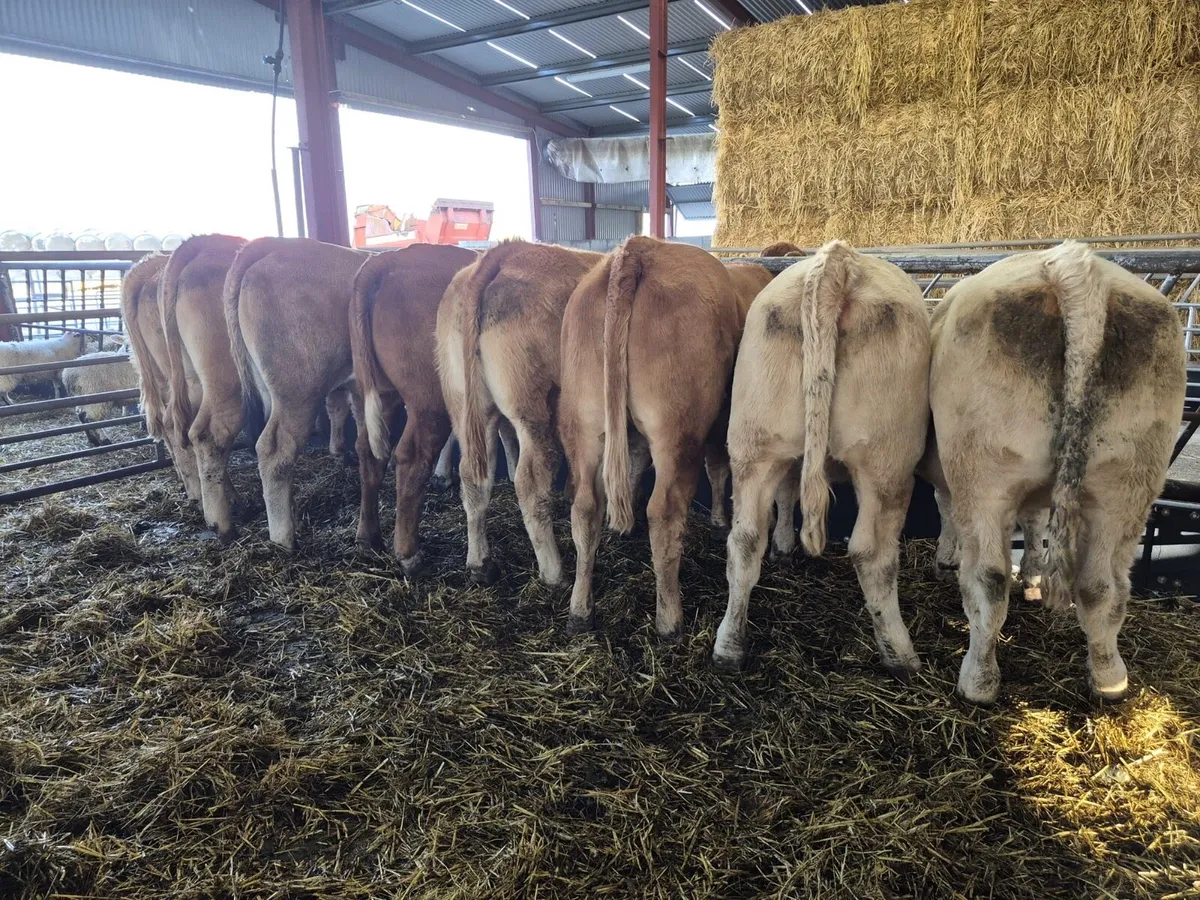 8 Store Heifers 460kgs - Image 2