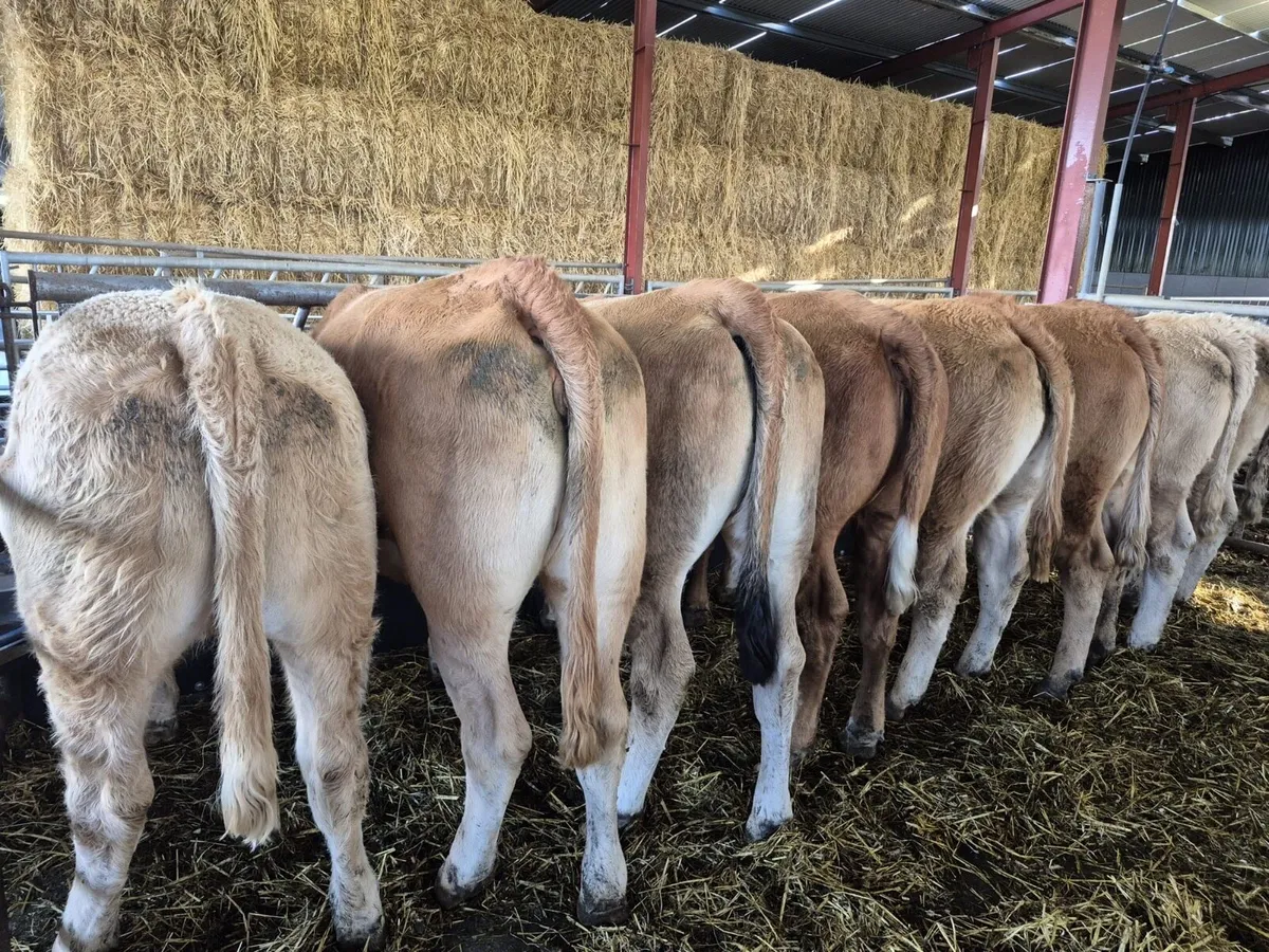 8 Store Heifers 460kgs - Image 3
