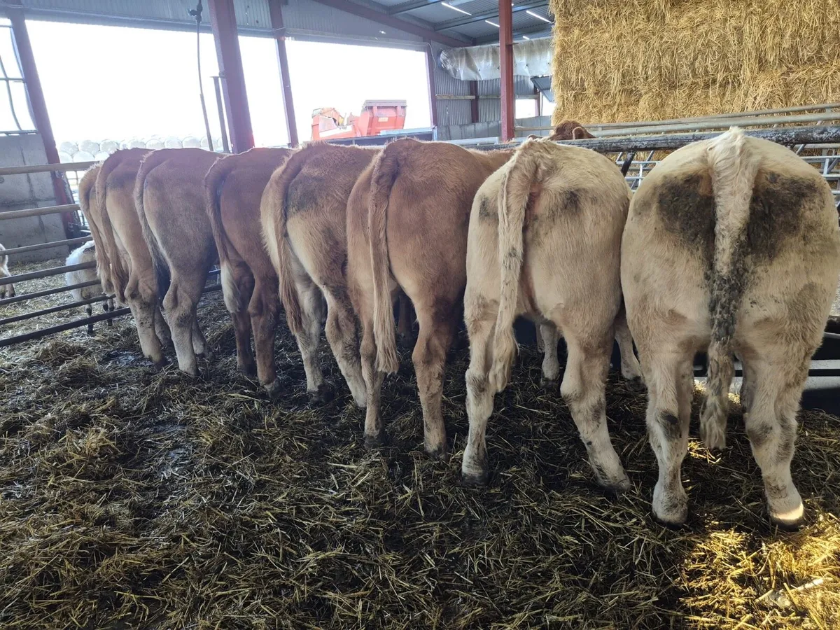 8 Store Heifers 460kgs - Image 4