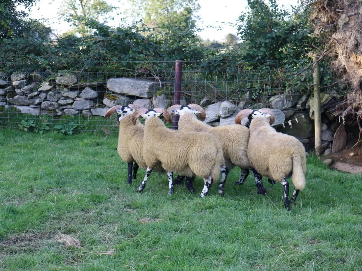 Tir conaill blackface sale Milford Mart - Image 3