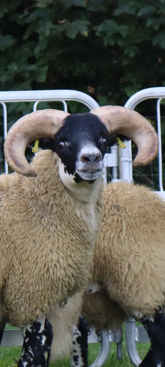 Tir conaill blackface sale Milford Mart - Image 1