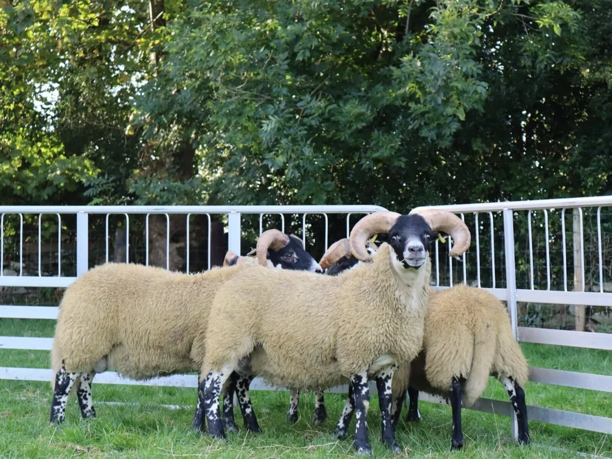 Tir conaill blackface sale Milford Mart - Image 2