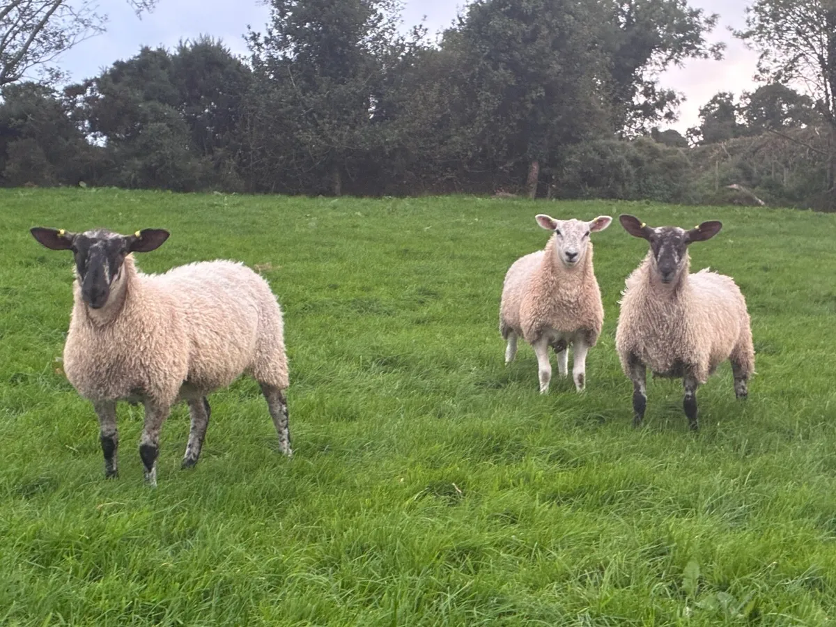 Ewe Lambs  for Breeding - Image 2