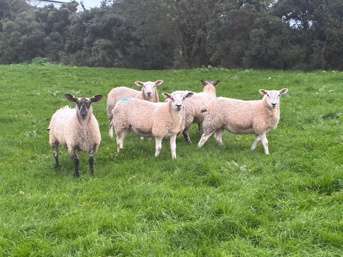 Ewe Lambs  for Breeding - Image 1
