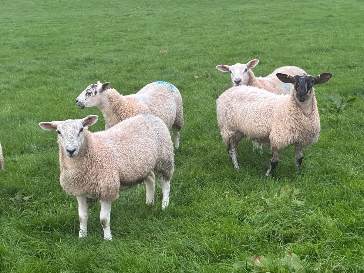 Ewe Lambs  for Breeding - Image 3