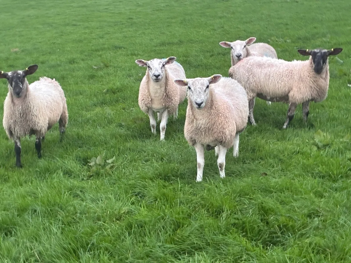 Ewe Lambs  for Breeding - Image 4