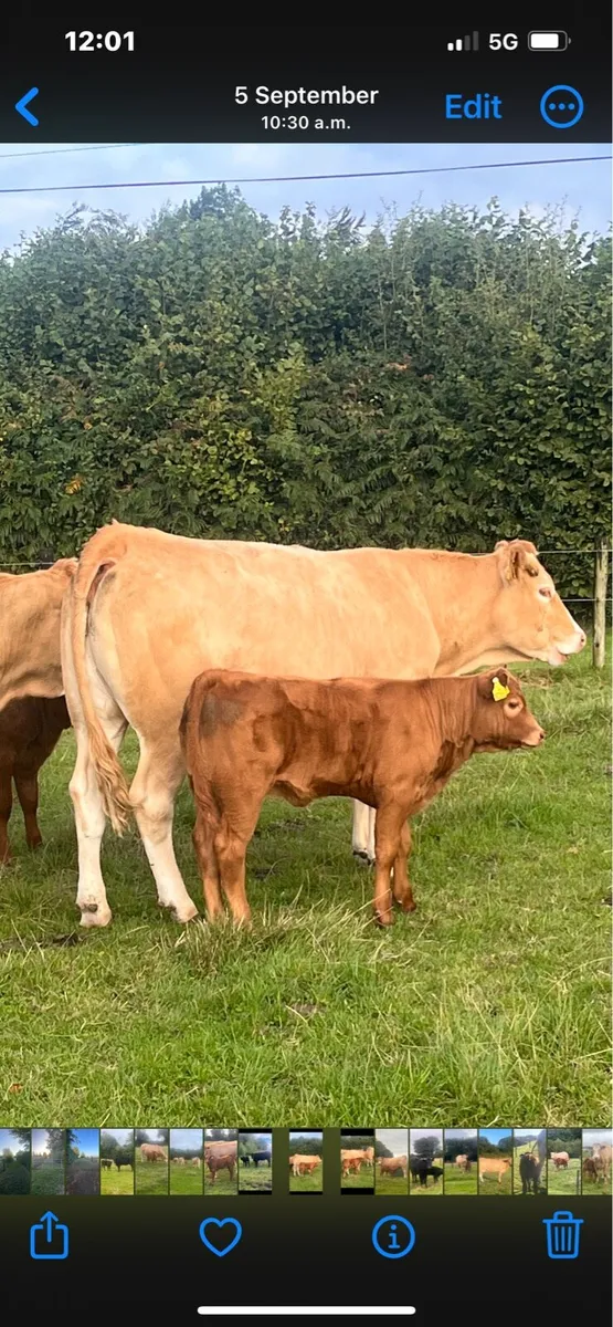 Cows and calves - Image 1