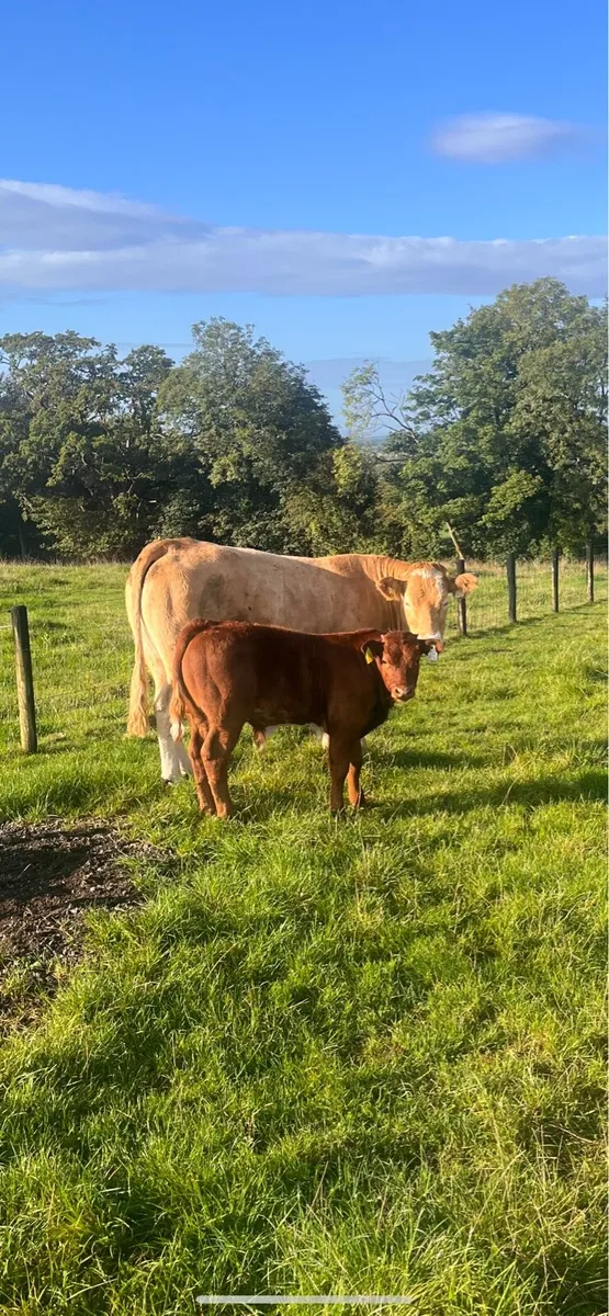 Cows and calves - Image 2