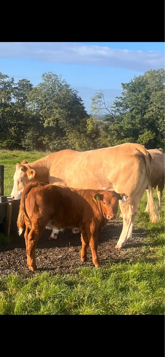 Cows and calves - Image 3