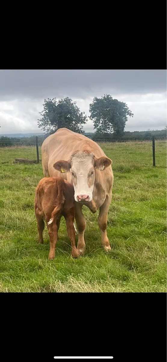 Cows and calves - Image 4