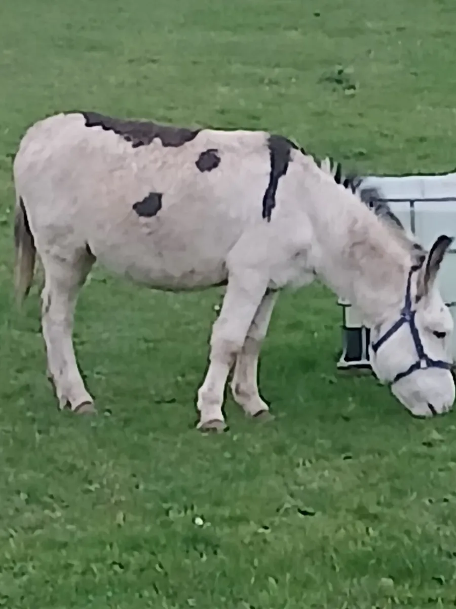 Coloured stallion donkey    trained to car...passp - Image 1