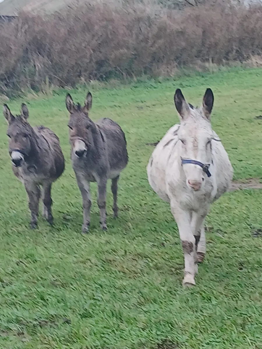 Coloured stallion donkey    trained to car...passp - Image 2