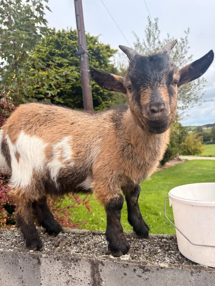 Male Pygmy Goat - Image 1