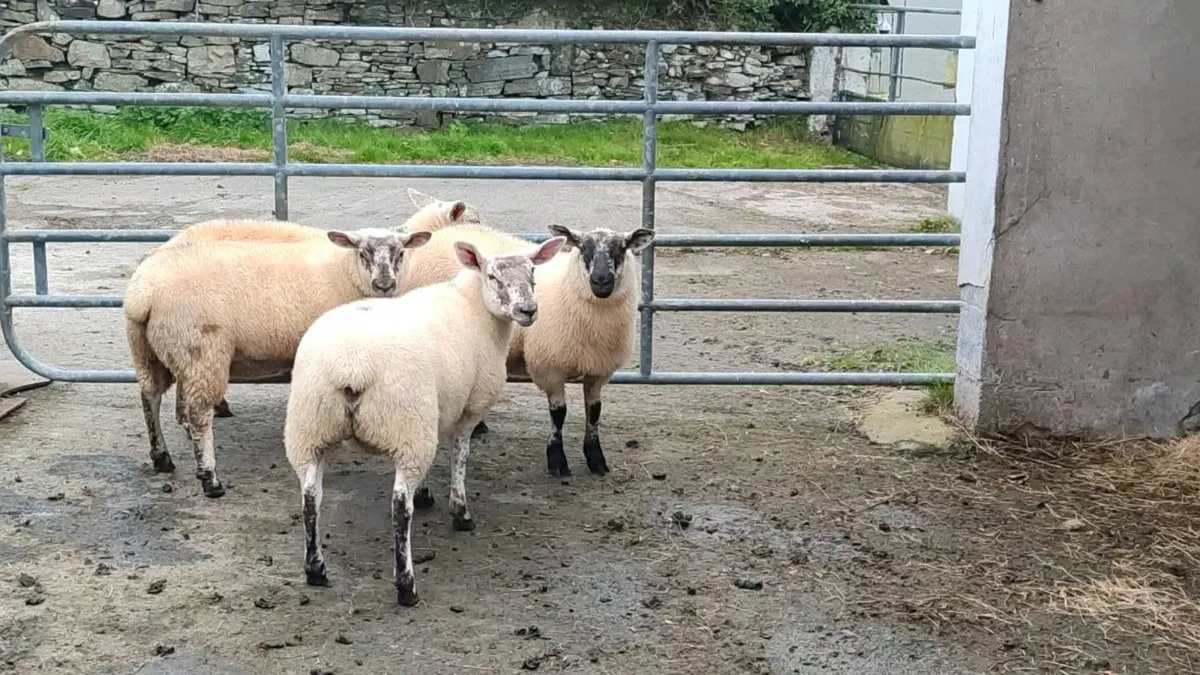 5 Organic Suftex ewe lambs - Image 2