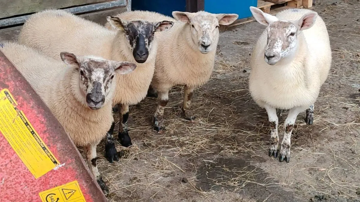 5 Organic Suftex ewe lambs - Image 3