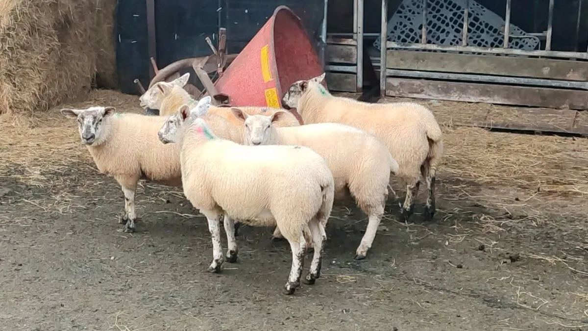 5 Organic Suftex ewe lambs - Image 1