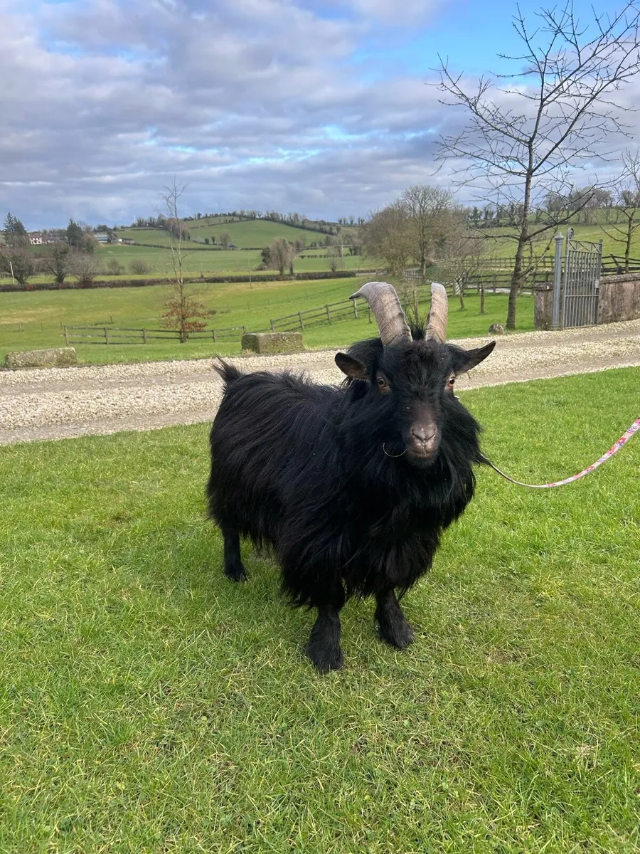Male Pygmy Goat - Image 2