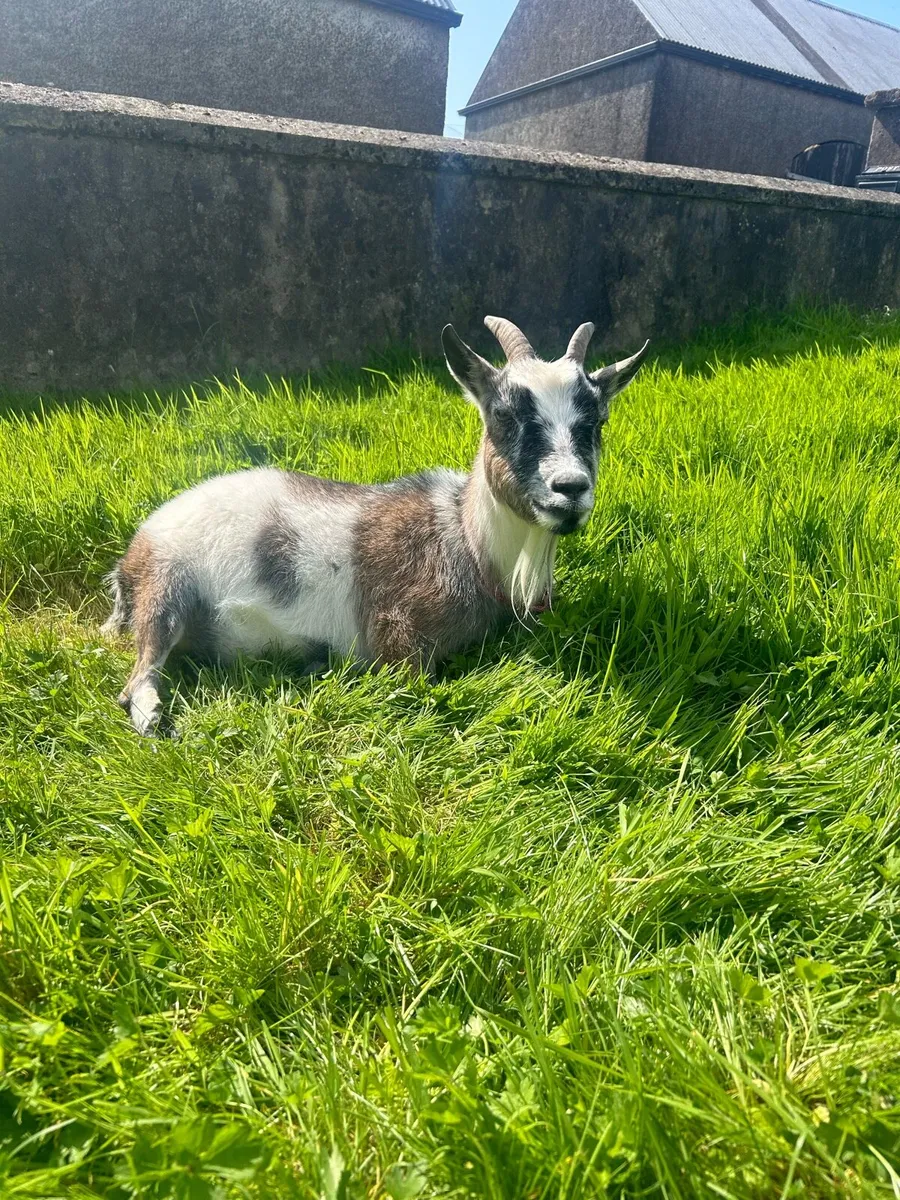 Male Pygmy Goat - Image 3