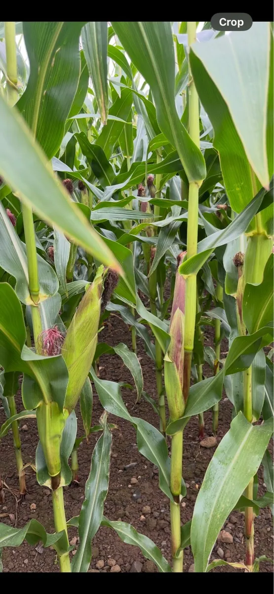 Maize