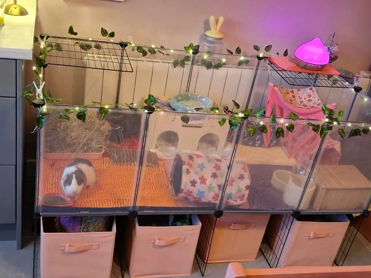 X2 Female guinea pigs. Includes cage & accessories - Image 1