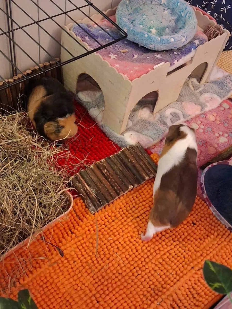X2 Female guinea pigs. Includes cage & accessories - Image 2