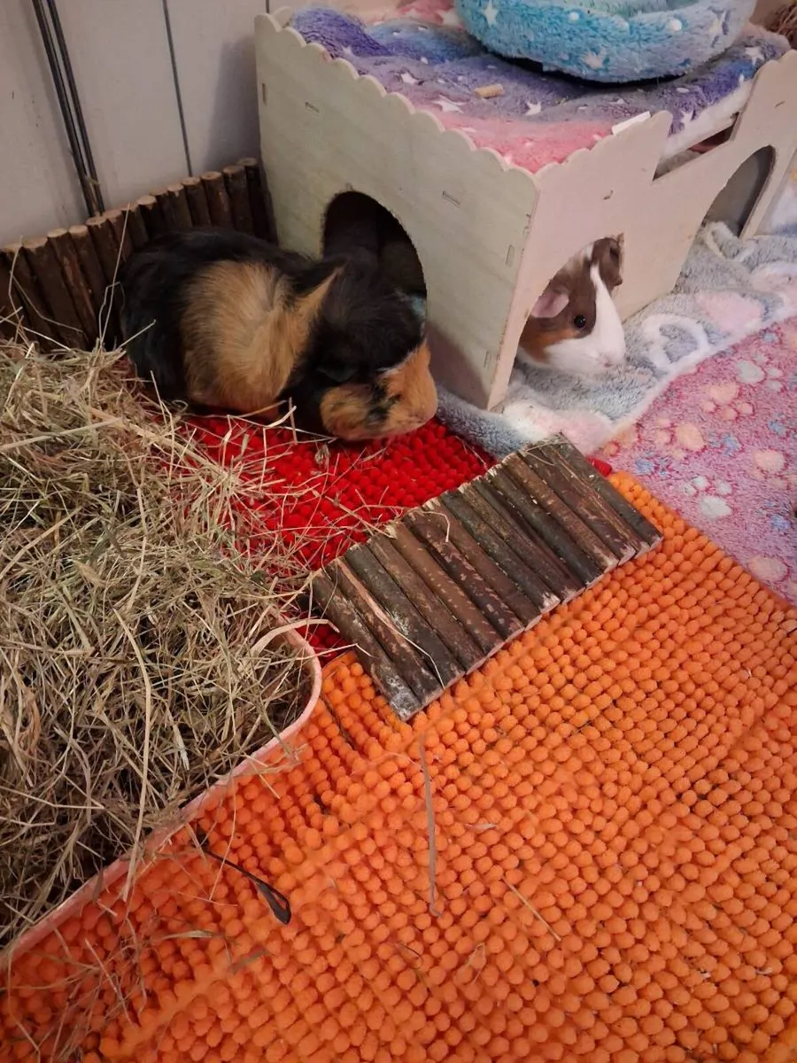 X2 Female guinea pigs. Includes cage & accessories - Image 4
