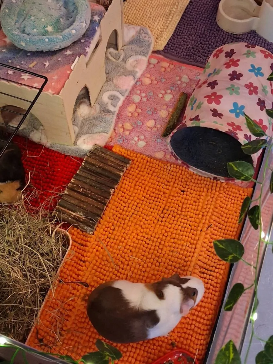 X2 Female guinea pigs. Includes cage & accessories - Image 3