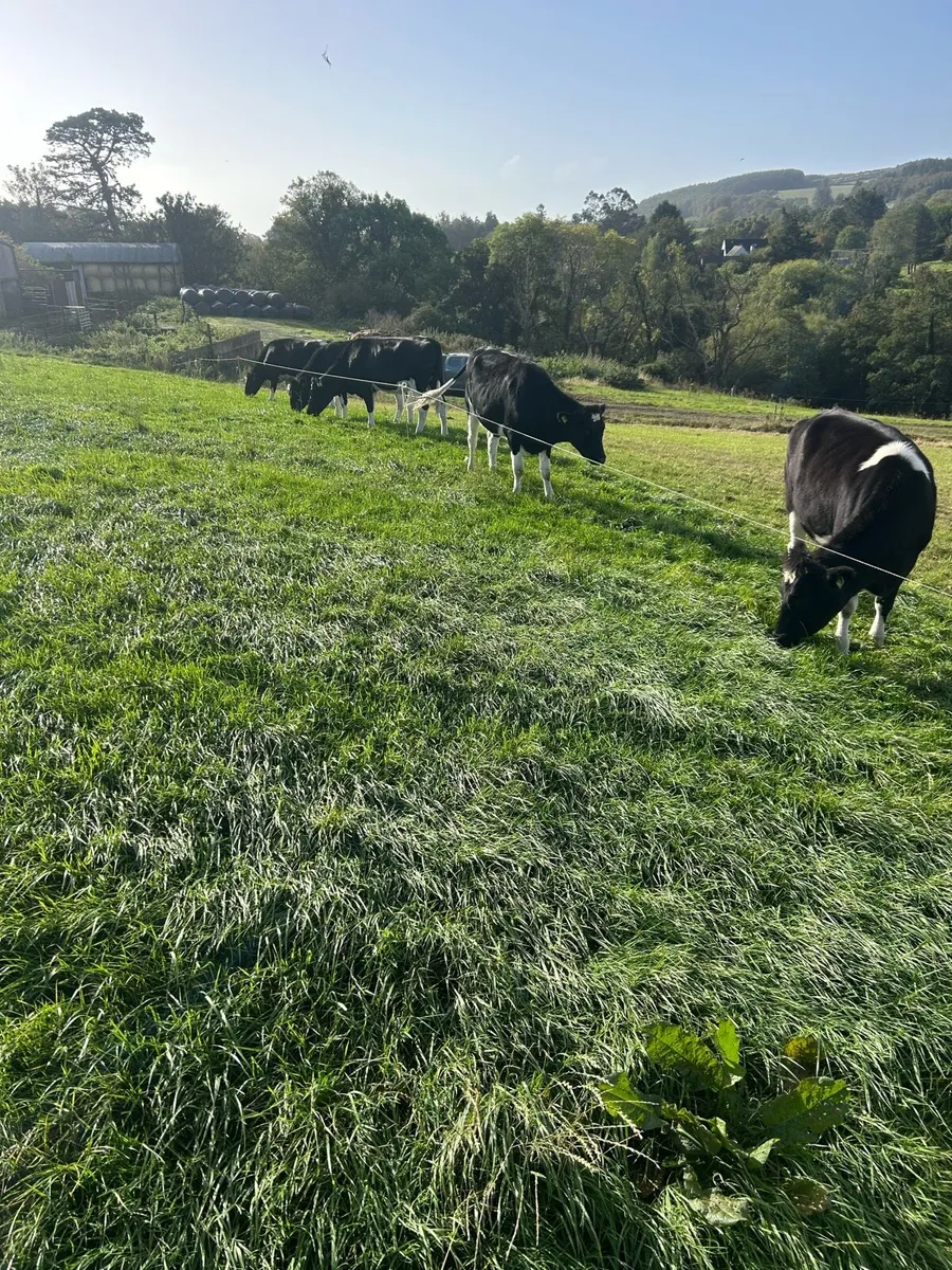 Incalf Friesian heifers - Image 1