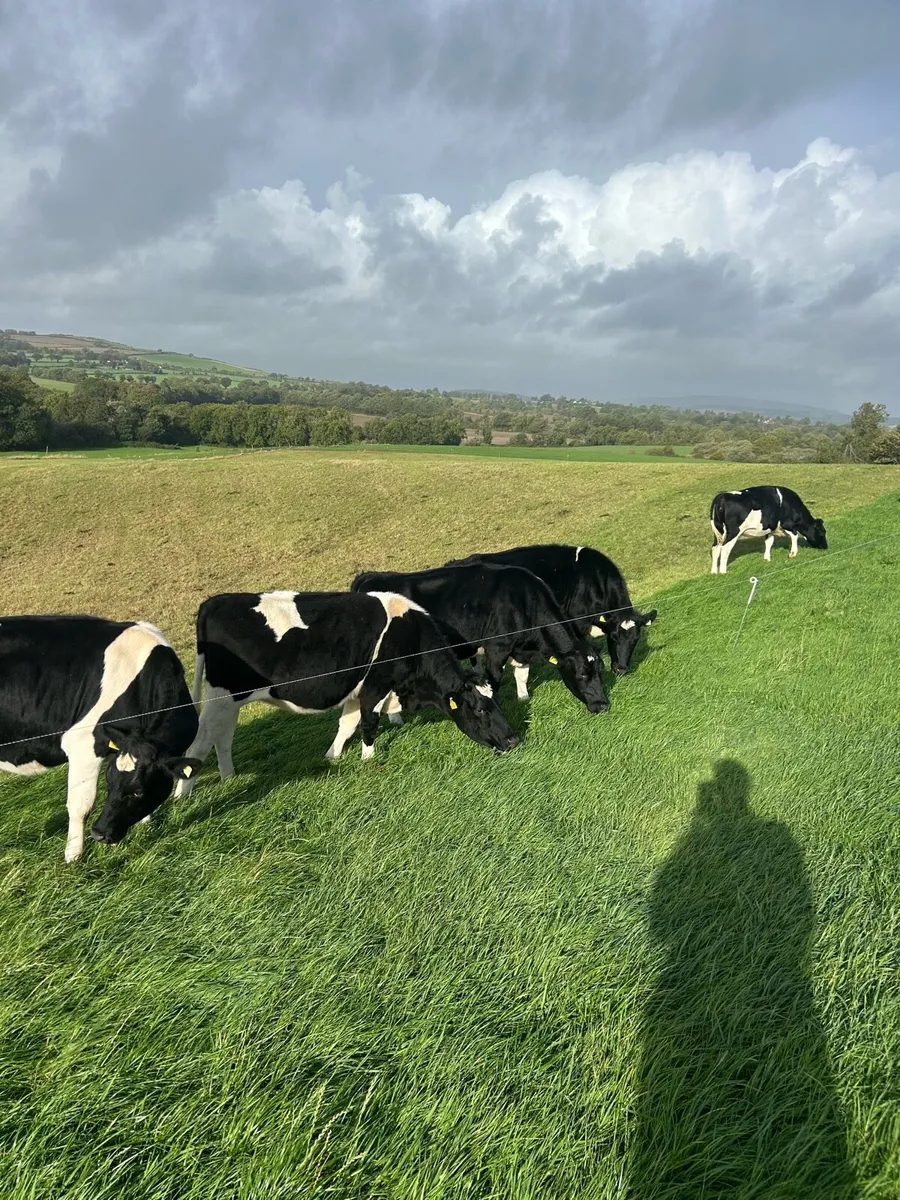 Incalf Friesian heifers - Image 2