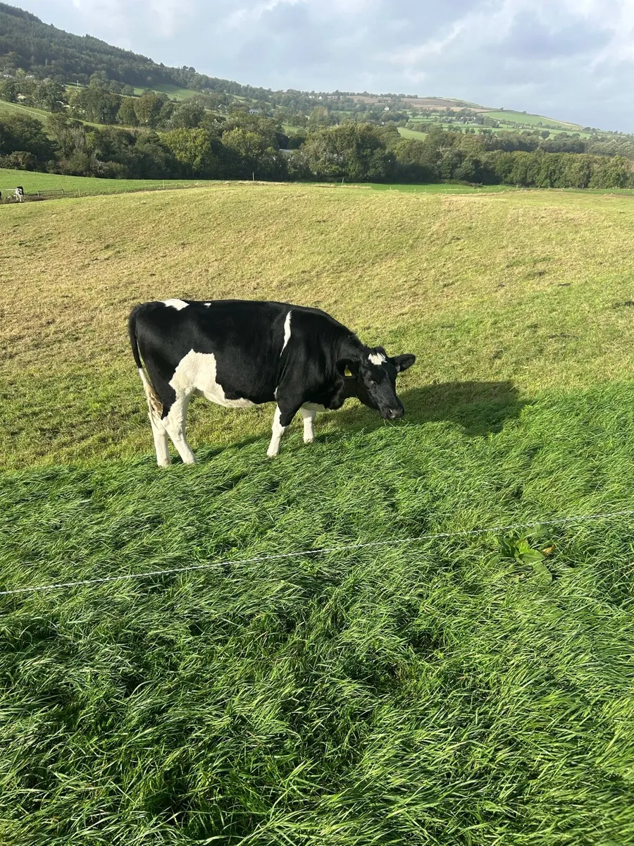 Incalf Friesian heifers - Image 3