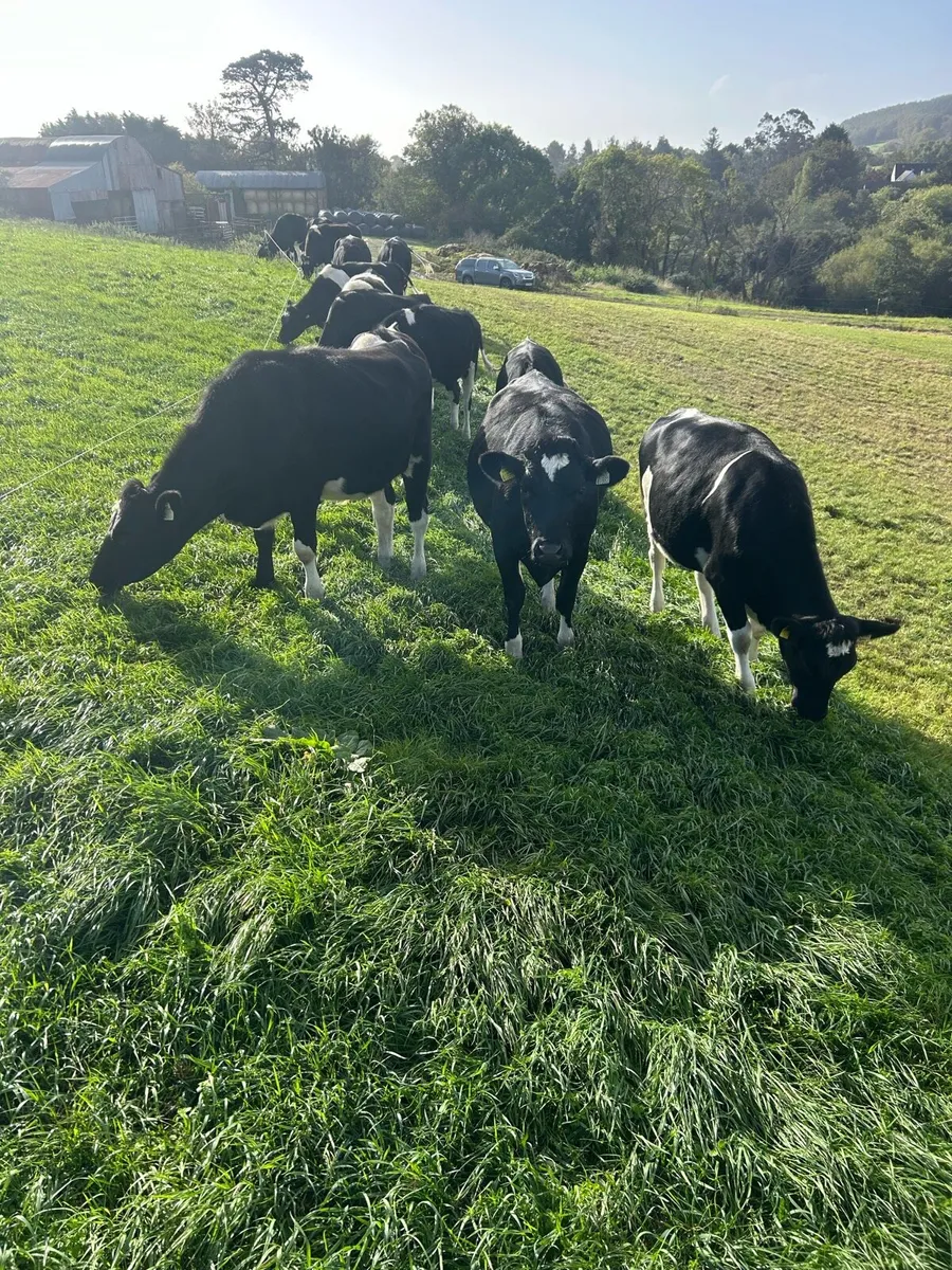Incalf Friesian heifers - Image 4