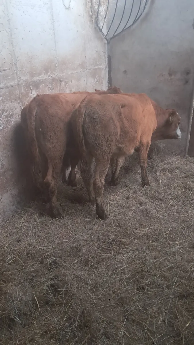 Bull weanlings - Image 1