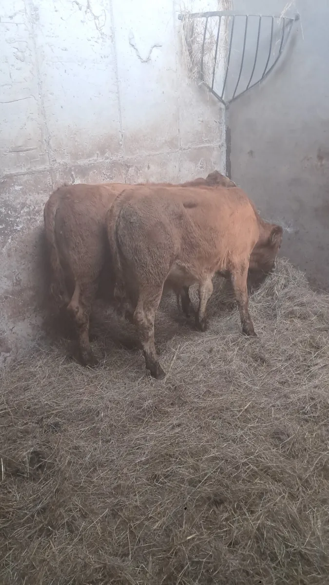 Bull weanlings - Image 2