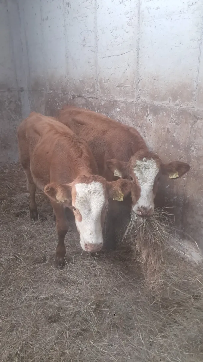 Bull weanlings - Image 4