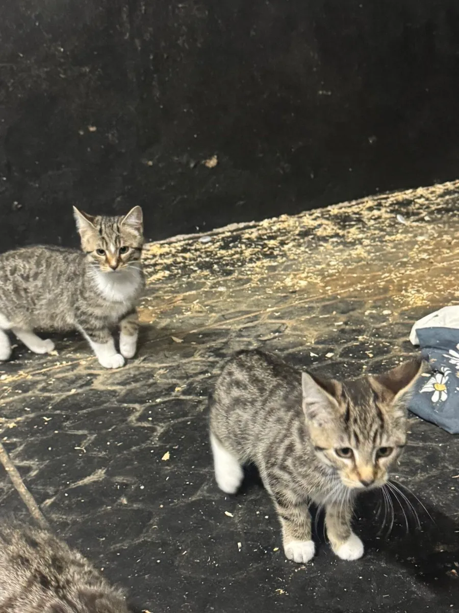 Kittens - Image 1