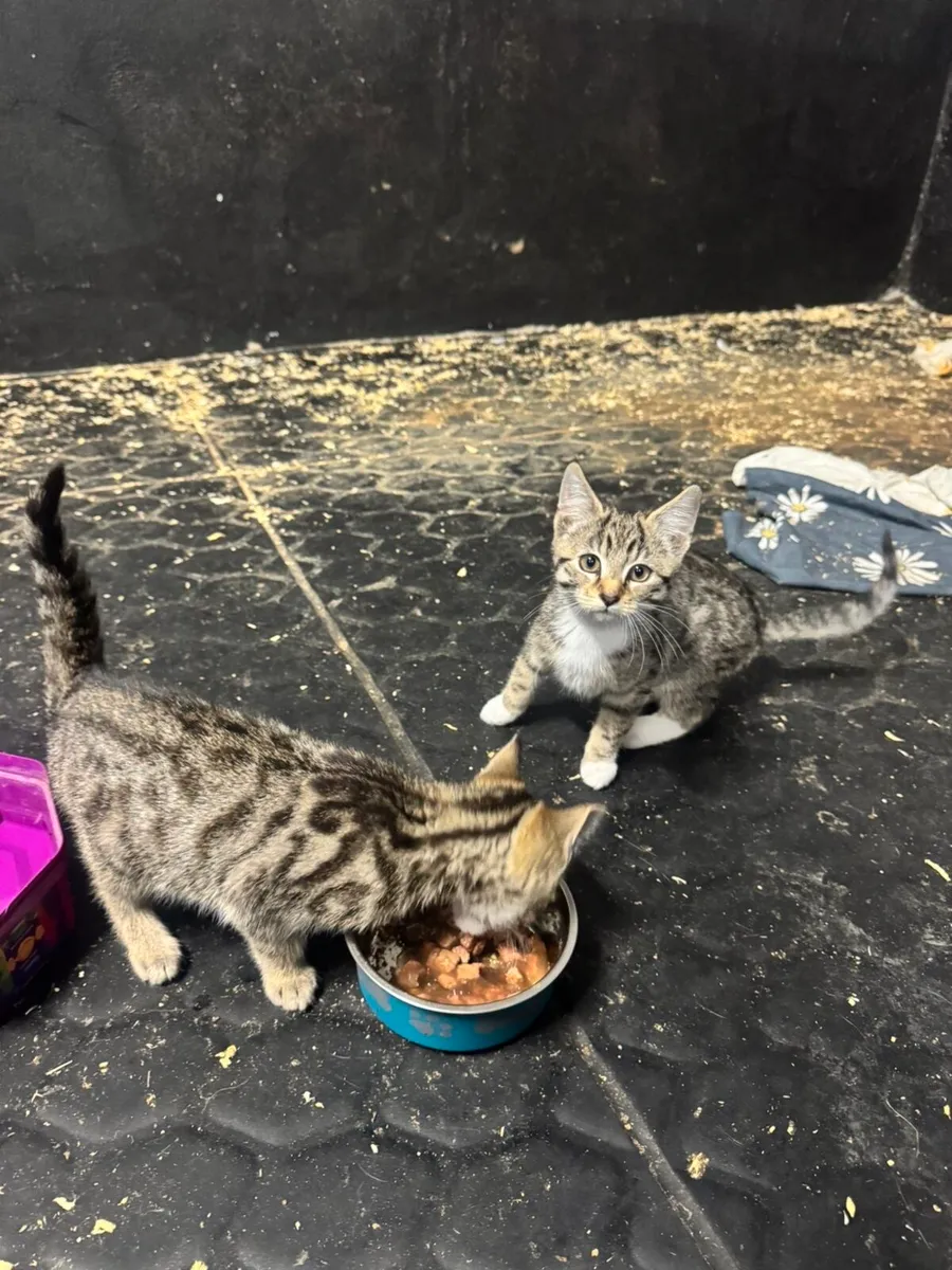 Kittens - Image 2