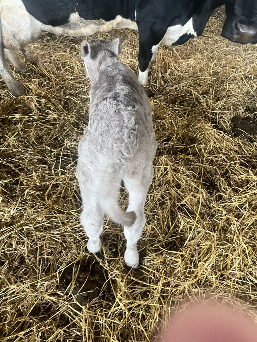 Charolais bull calf - Image 1