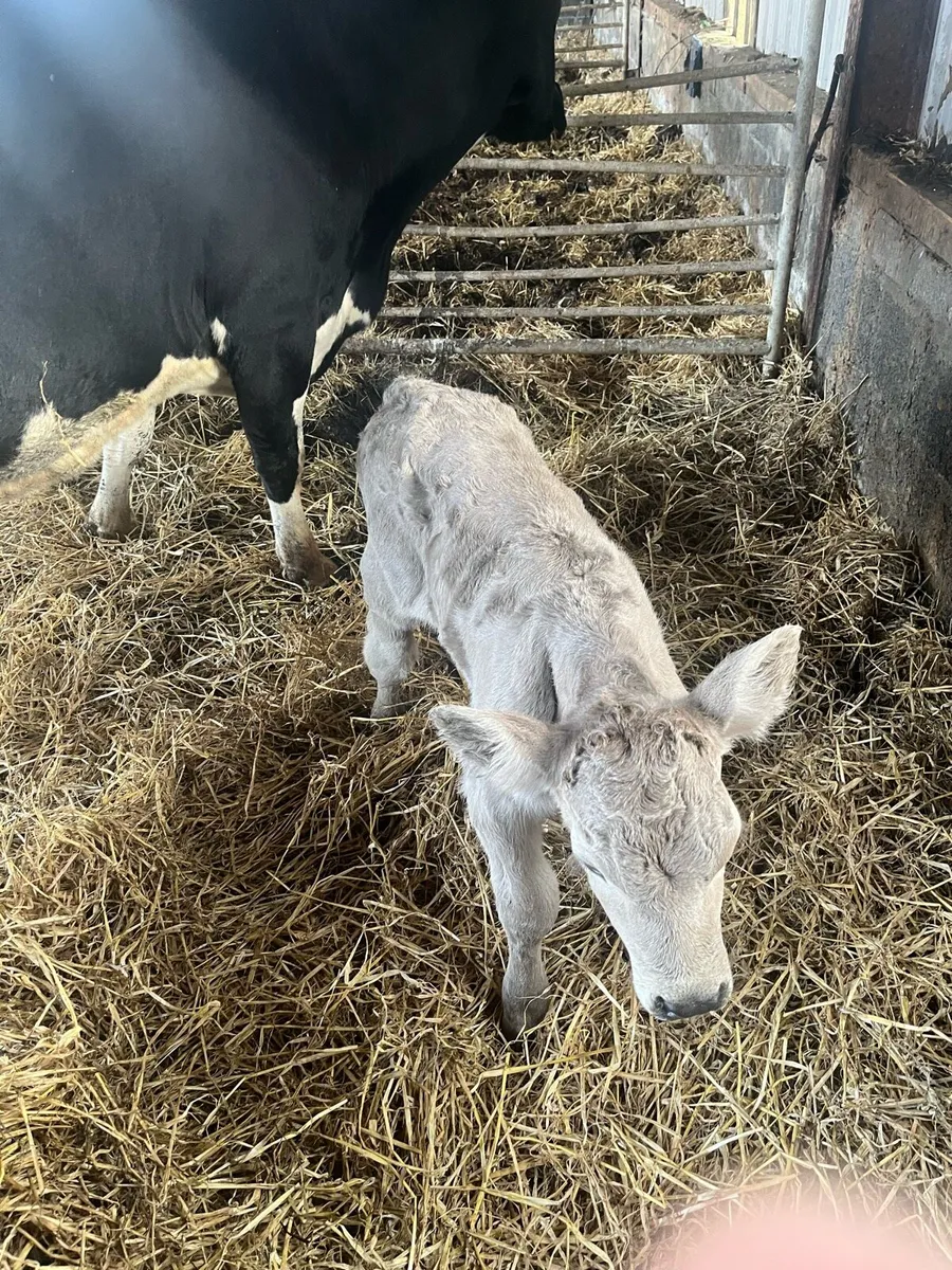 Charolais bull calf - Image 2