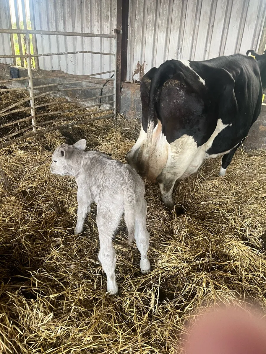 Charolais bull calf - Image 3