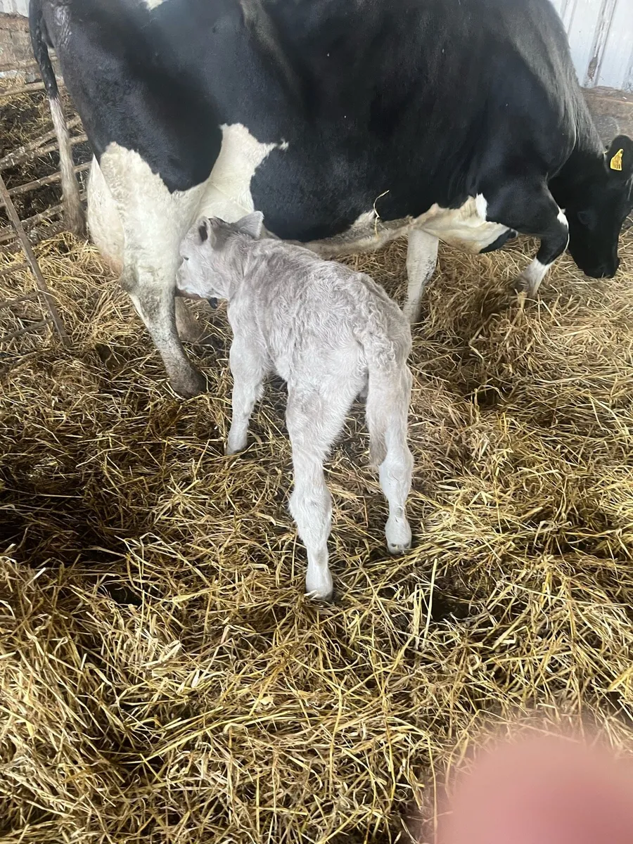 Charolais bull calf - Image 4