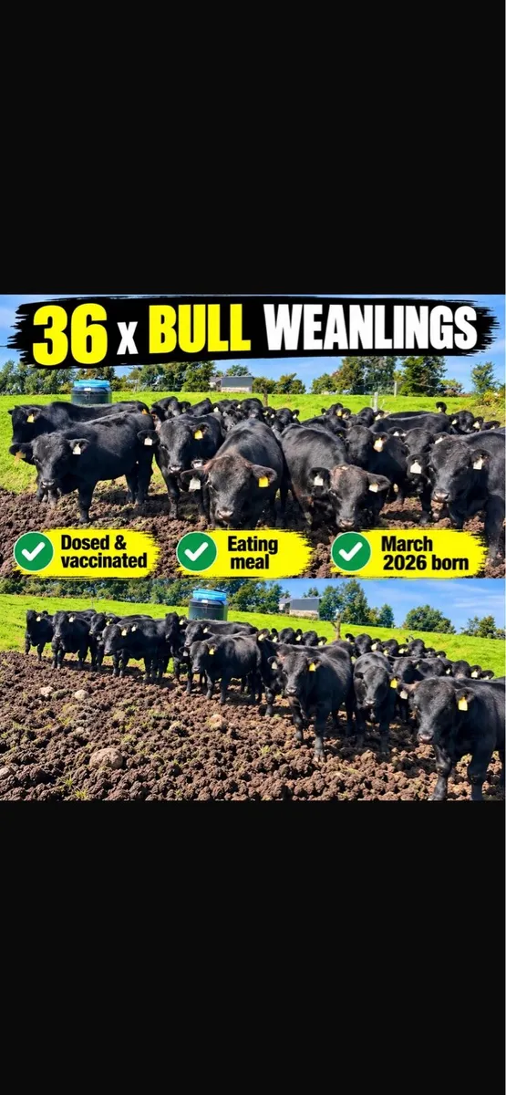 Angus bull wealings - Image 1