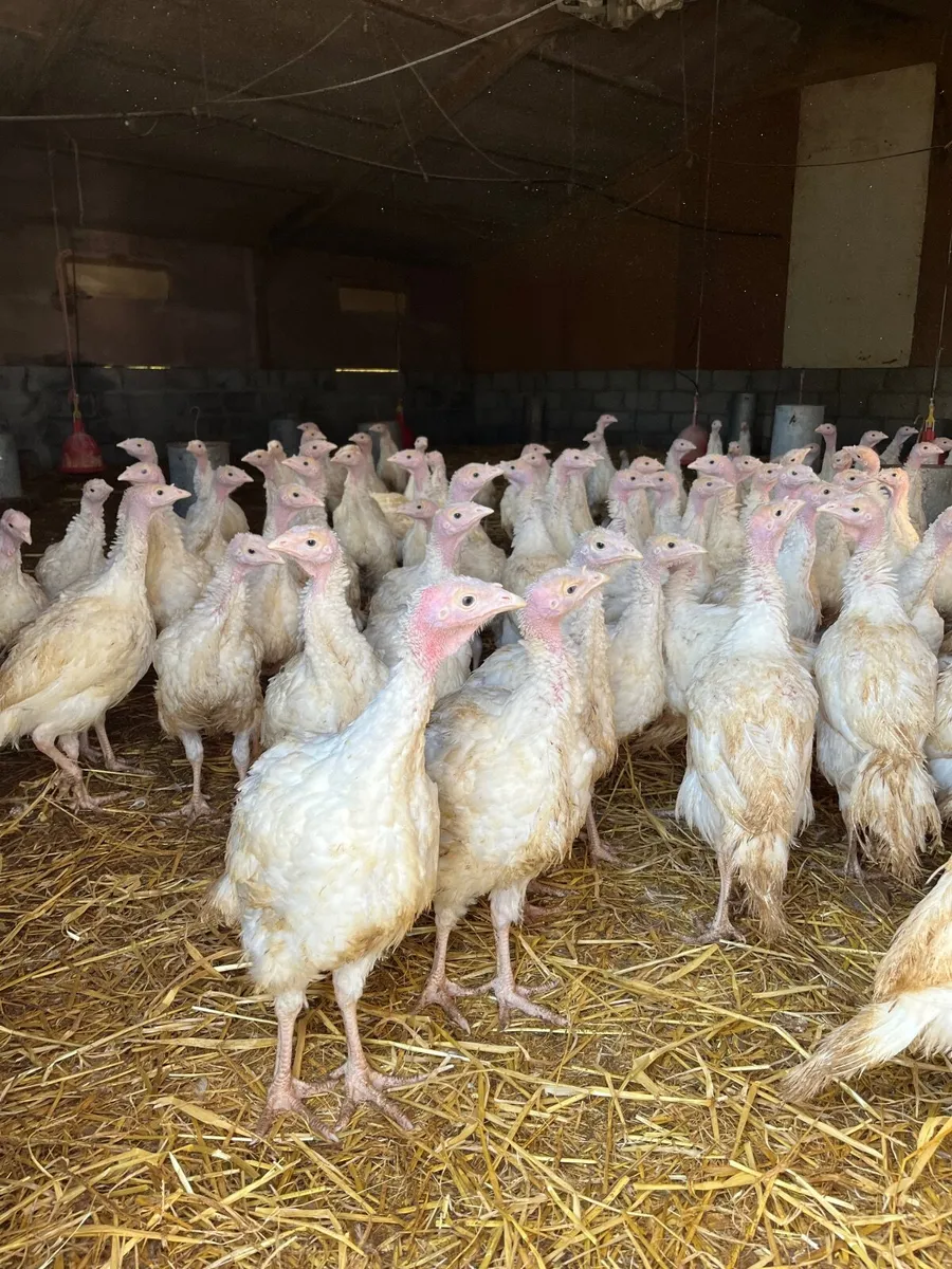 White & Bronze turkeys available for sale - Image 4
